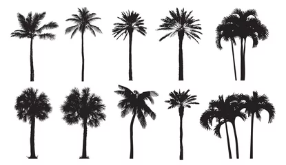 Poster Tropical coconut palm, different natural varieties of trees.   Set of vector illustrations. Perfect realistic black silhouettes isolated on white background.  © mivod