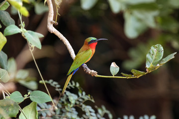 The red-throated bee-eater (Merops bulocki) sitting on the branch with green background