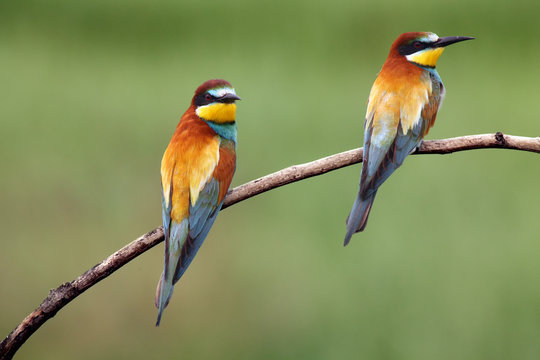 The European bee-eater (Merops apiaster) , pair on the branch with green background.