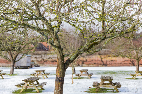 Large Apple Tree In A Winter Garden