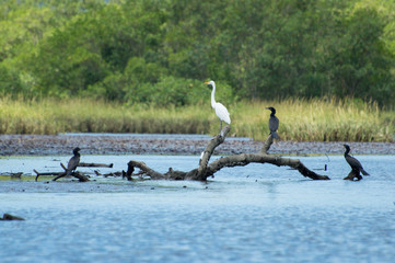 Obraz premium Aves em repouso