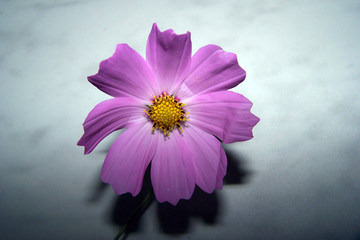 Onętek - kosmos © E-lona