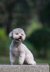 Poodles play in the park