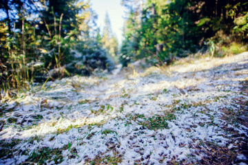 Landscape of winter pine forest covered with frost at sunny weather. First snow at autumn season.