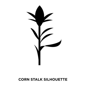 corn stalk silhouette on white background