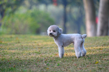 Poodles play in the park