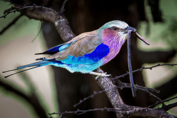 Lilac breasted roller with a small snake in his beak in Serengeti National Park in Tanzania