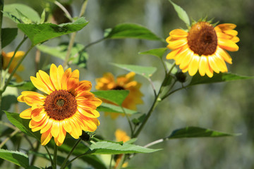 Tournesols. Sunflowers.