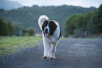 landseer dog pure breed