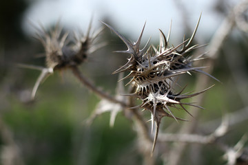 Dry prickly Flower in Desert