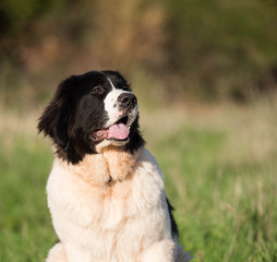 landseer dog pure breed 