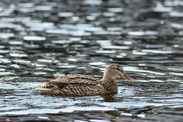 Natural background: lots of ducks and drakes on the water
