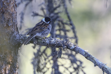 Reed Bunting