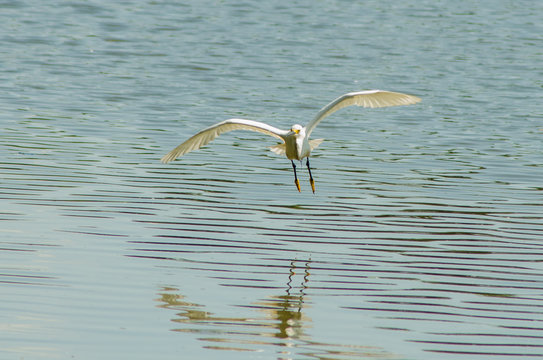 Belas aves do Brasil