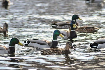 Natural background: a lot of ducks and drakes swim on the water, wintering waterfowl