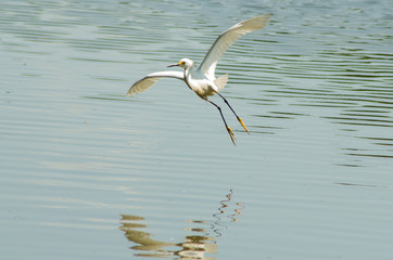 Belas aves do Brasil