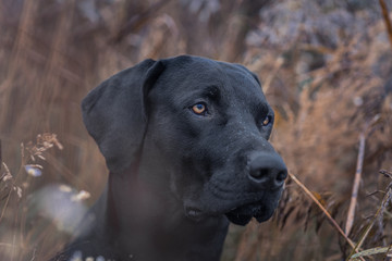 Schwarzer Hund in hohe Gras