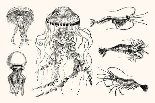 Vintage Jellyfish and Shrimp Nautical Illustrations - High Detail Vector Artwork