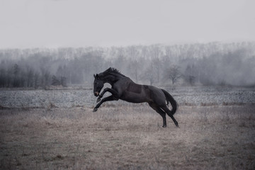 Schwarzes Pferd auf Weide