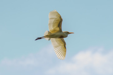 Belas aves do Brasil