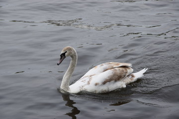 Schwan