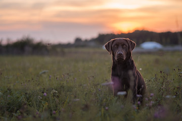 Labrador im Sonnenuntergang
