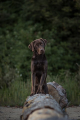 Labrador im Wald