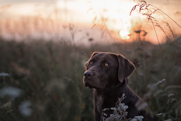 Labrador im Sonnenuntergang