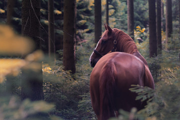Braunes Pferd im Wald