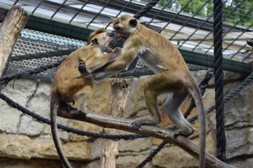 affen kampf