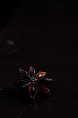 Elegant Badian on a black background.