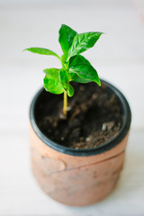 Coffee arabica sprout in a ceramic flowerpot.