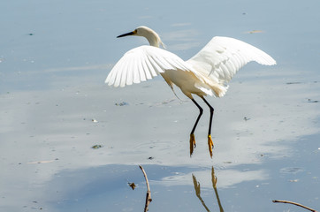 Belas aves do Brasil