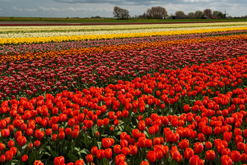 Tulip culture, Netherlands