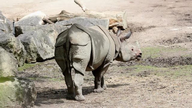 Rhinoceros, walk in a sunny day