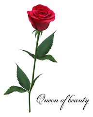 Realistic red rose, Queen of beauty