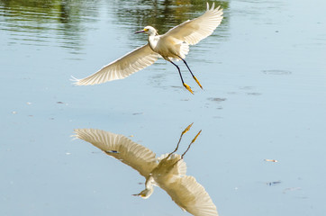 Belas aves do Brasil