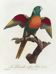 Illustration of a parrot.