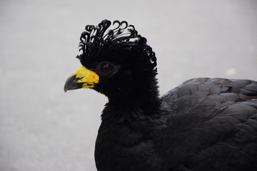 bird