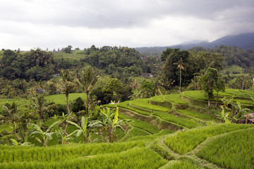 view of rice terraces in cloudy day. Indonesia. Bali.