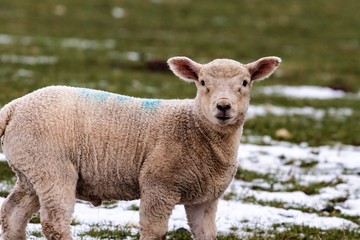 Obraz premium lamb staring back