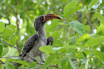 Red hornbill in Chobe N.P. in Botswana