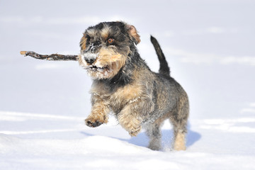 Rauhaarteckel im Schnee