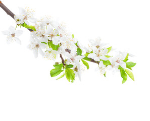 Flowering branch of the apple-tree isolated on white background