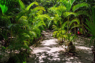 Дорожная тропа песок среди зеленых пальм