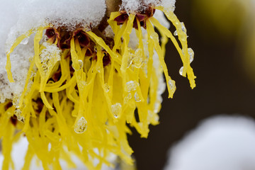 Schneebedeckte Blüte einer Zaubernuss