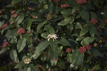 Viburnum tinus