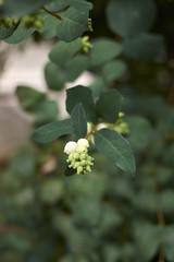 Symphoricarpos albus