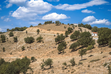 Fototapeta na wymiar Sheeps graze on a meadow of mountain at sunset of Greece. 