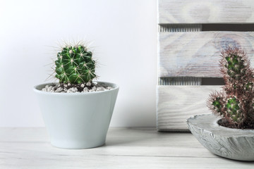 White background with two cactuses in gray concrete pots and wooden boards
